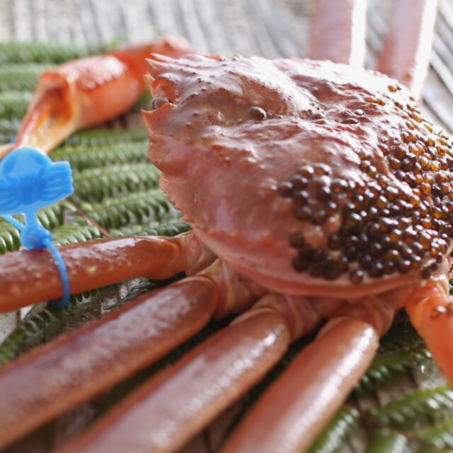 【津居山産！活松葉！】    タグ付きブランド松葉がにを活きたままお届け！！　¥16 ,500〜¥50,000