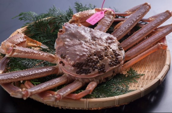 【柴山産！活松葉がに】　鮮度抜群！柴山がにを活きたままお届け！！　