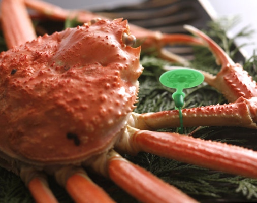 【幻の間人産ズワイガニ!】　一流料理人様・VIP顧客様専用！活きたまま水揚げ後6時間以内にお届け！