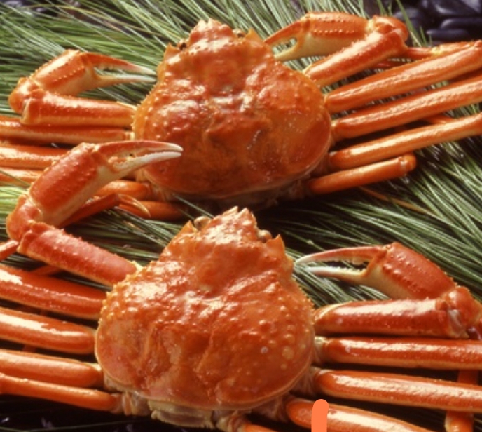 【訳あり! ボイル姿×2】 ずわいがに姿 味は最高!!約600g2杯