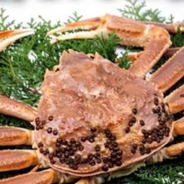 【北オホーツク海産】　　船内凍結の一級品！　　生ズワイガニ姿！！