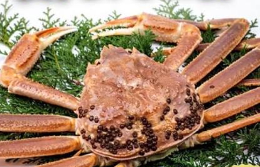 【北オホーツク海産】 船内凍結の一級品! 生ズワイガニ姿!!