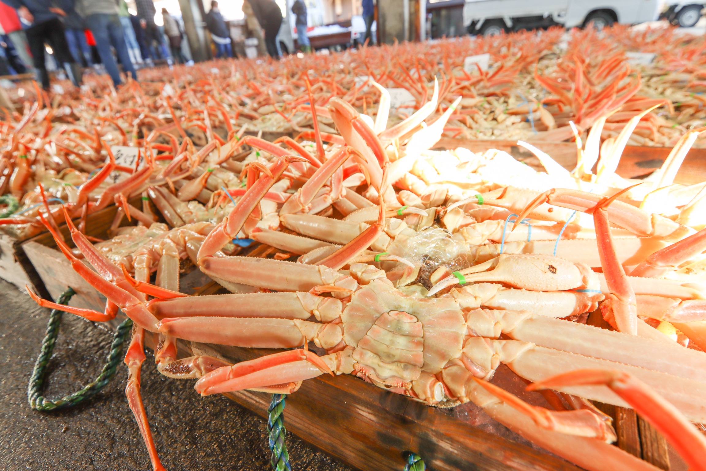 【津居山産!活松葉!】 タグ付きブランド松葉がにを活きたままお届け!! ¥16 ,500〜¥50,000 - 画像 (5)