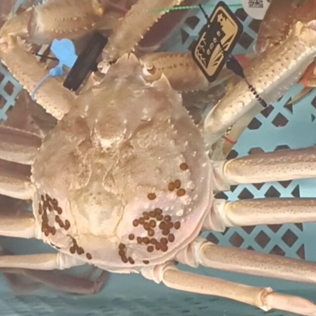 幻の松葉蟹!!津居山GOLDタグ1.35キロ以上     ¥50,000〜¥250,000